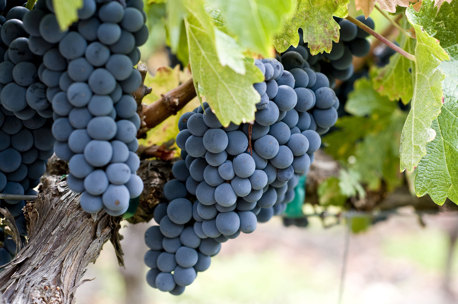 Bio Blanc de Noir